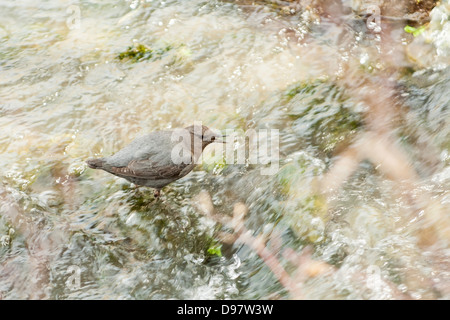 Ein American Dipper oder Wasser Ouzel, ernähren sich in den Yellowstone River im nördlichen Yellowstone National Park. Stockfoto