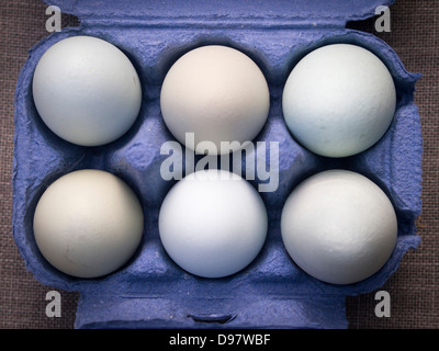 Sechs blau und grün selten brüten Eiern im blauen Karton eggbox Stockfoto