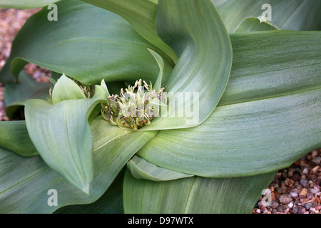 Androcymbium Vanjaarsveldii, Colchicaceae. Südafrika. Stockfoto