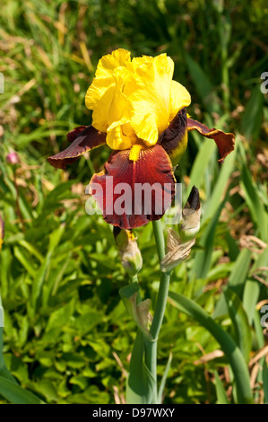 Iris "Andalou" Stockfoto