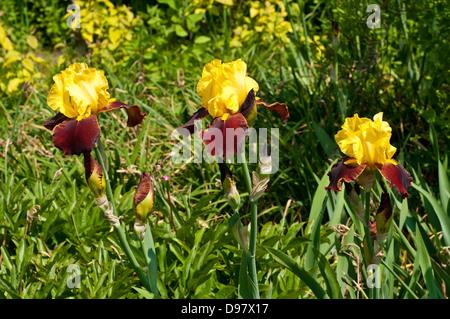 Iris "Andalou" Stockfoto