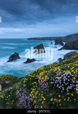 Frühling Wildblumen wachsen auf den Frischluftkick am Bedruthan Steps, Cornwall, England. Mai 2013. Stockfoto