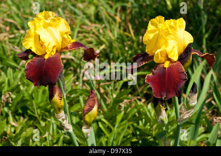 Iris "Andalou" Stockfoto