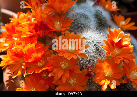 Rebutia Fiebrigii var Densiseta Kaktus Blüte Stockfoto