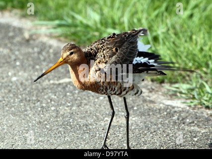 Schwarz-angebundene Uferschnepfe (Limosa Limosa) auf Nahrungssuche in Feuchtgebiete im Frühjahr in den Nrothern Niederlande Stockfoto