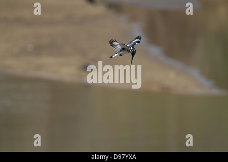 Pied Kingfisher Ceryle Rudis schwebt über den Luangwa Fluss, Kaingo Camp, South Luangwa, Sambia Stockfoto