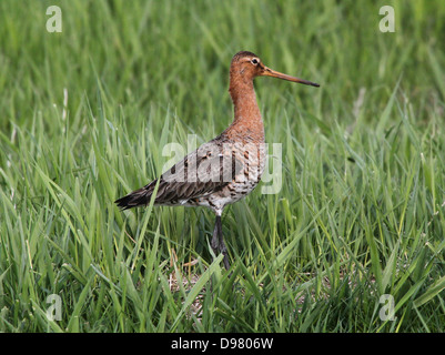 Schwarz-angebundene Uferschnepfe (Limosa Limosa) auf Nahrungssuche in Feuchtgebiete im Frühjahr in den Nrothern Niederlande Stockfoto