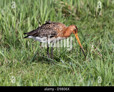 Schwarz-angebundene Uferschnepfe (Limosa Limosa) auf Nahrungssuche in Feuchtgebiete im Frühjahr in den nördlichen Niederlanden Stockfoto