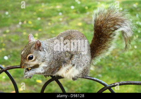 Graue Eichhörnchen Essen eine Nuss auf einem Zaun Stockfoto