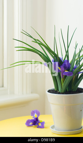 Porträtaufnahme lila holländische Iris in einem weißen Topf auf einem gelben Tisch neben dem Fensterbrett. Stockfoto