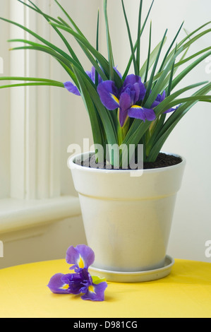 Porträtaufnahme lila holländische Iris in einem weißen Topf auf einem gelben Tisch neben dem Fensterbrett. Stockfoto