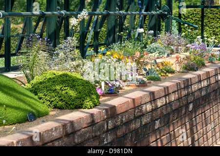 Alpiner Bergflora in einem Gewächshaus Stockfoto