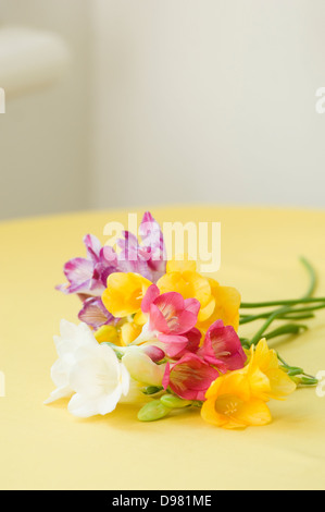 Eine kleine Gruppe von gelb, rot, lila, rosa und weißen Freesien auf einer gelben Tischdecke. Stockfoto