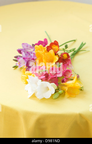 Eine kleine Gruppe von gelb, rot, lila, rosa und weißen Freesien auf einer gelben Tischdecke. Stockfoto