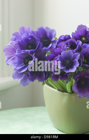 Porträt-close-up erschossen Lila Mohn Anemonen oder Spanisch Ringelblumen in einem grünen Topf auf einem grünen Tisch am Fenster. Stockfoto