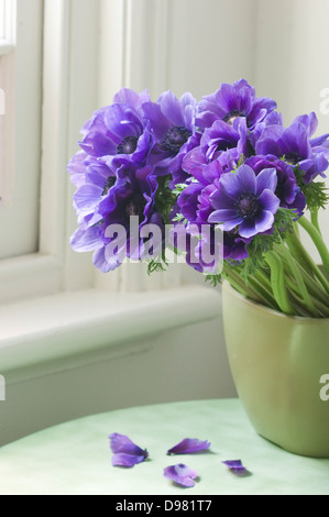 Porträt-close-up erschossen Lila Mohn Anemonen oder Spanisch Ringelblumen in einem grünen Topf auf einem grünen Tisch am Fenster. Stockfoto