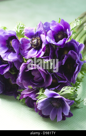 Porträt-close-up erschossen von einem Haufen von lila Mohn Anemonen oder Spanisch Ringelblumen auf eine Tischplatte durch ein Fenster. Stockfoto