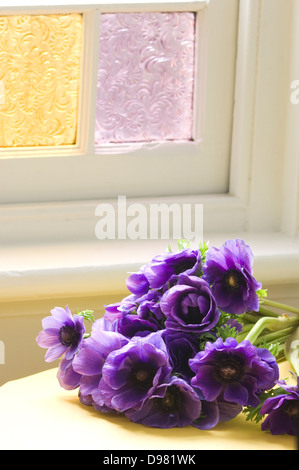 Porträt-close-up erschossen von einem Haufen von lila Mohn Anemonen oder Spanisch Ringelblumen auf eine Tischplatte durch ein Fenster. Stockfoto