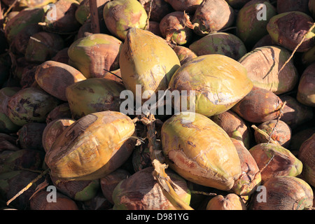 Kokosnüsse in einem Marktstand in Oman Stockfoto