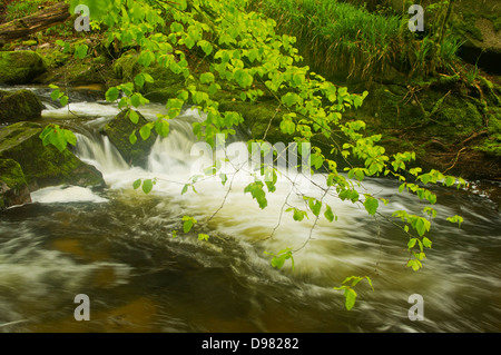 Grünen jungen Buche hinterlässt in der Brise über einen Wasserfall auf den Fluss Fowey bei Golitha fällt Stockfoto