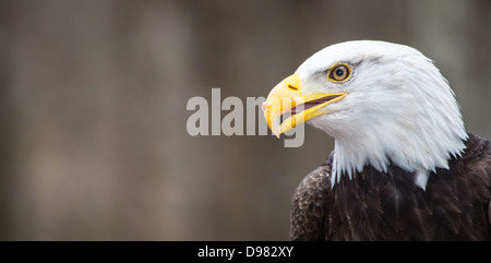 Eine schöne American Bald Eagle als es sucht nach Beute. Stockfoto