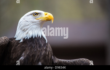 Eine schöne American Bald Eagle als es sucht nach Beute. Stockfoto