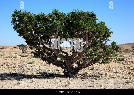 Wadi Dawqah, Weihrauch-Baum-Kulturen, UNESCO-Weltkulturerbe / natürliche Erbe, Boswellia Sacra Carterii mit Salalah, Oman Stockfoto