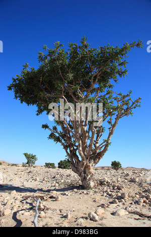 Wadi Dawqah, Weihrauch-Baum-Kulturen, UNESCO-Weltkulturerbe / natürliche Erbe, Boswellia Sacra Carterii mit Salalah, Oman Stockfoto