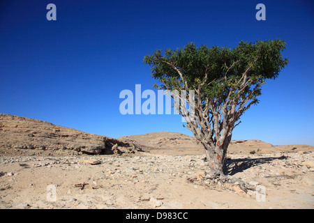 Wadi Dawqah, Weihrauch-Baum-Kulturen, UNESCO-Weltkulturerbe / natürliche Erbe, Boswellia Sacra Carterii mit Salalah, Oman Stockfoto