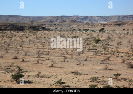 Wadi Dawqah, Weihrauch-Baum-Kulturen, UNESCO-Weltkulturerbe / natürliche Erbe, Boswellia Sacra Carterii mit Salalah, Oman Stockfoto