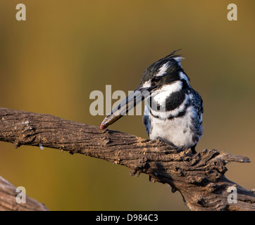 Eisvogel mit Beute am Mankwe Damm Stockfoto