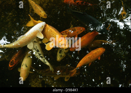 Verschiedene farbige Koi im Teich schwimmen. Stockfoto