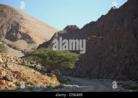 Wadi in Al-Jabal Al Akhdar, Region Batinah, Oman Stockfoto