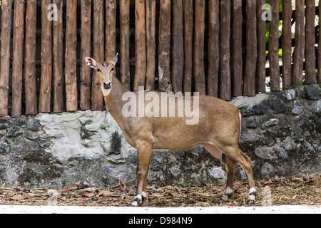 junge goitered Gazelle sucht Verdächtige in Chiangmai Zoo, Thailand Stockfoto