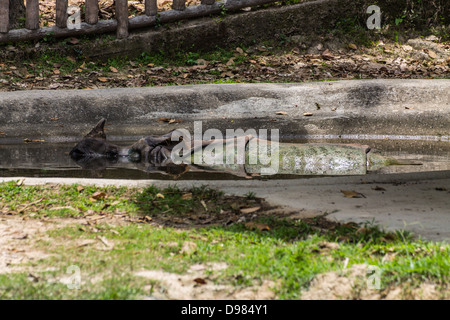 Nashorn Badewasser in Chiangmai Zoo, Thailand Stockfoto