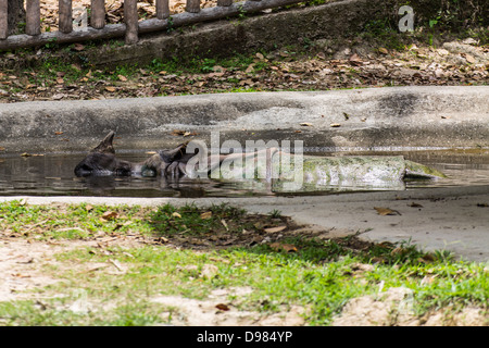 Nashorn Badewasser in Chiangmai Zoo, Thailand Stockfoto