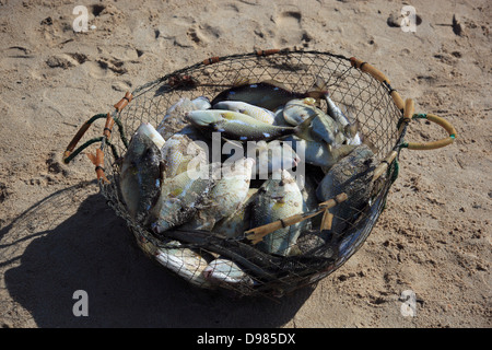 Fischer am Arabischen Golf mit Tibat in die Oma Nischen Enklave Musandam, Oman Stockfoto