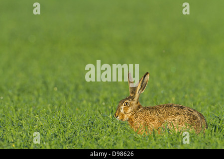 Feldhase, Lepus Europaeus, Feldhasen, brauner Hase Stockfoto