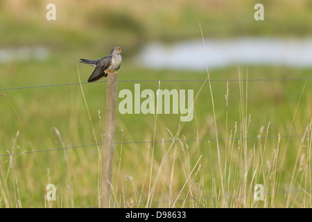 Eurasische Kuckuck, Kuckuck, gemeinsame Kuckuck, Kuckuck, Cuculus Canorus, Coucou Gris, Cuco Europeo, Cuco Común Stockfoto