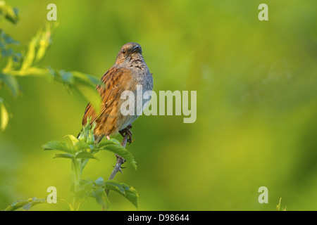 Heckenbraunelle, Heckenbraunelle, Hedge beobachtet, Prunella Modularis, Accenteur Mouchet, Acentor Común Stockfoto