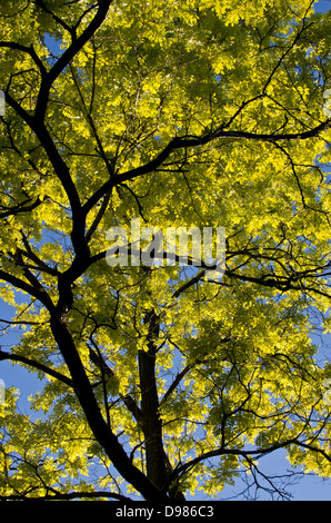 Aufwärts durch die sonnendurchfluteten Zweige und Blätter des Baumes golden Robinie. Stockfoto