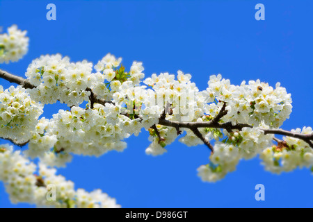 Apfelbaum Blüte im Frühjahr Stockfoto