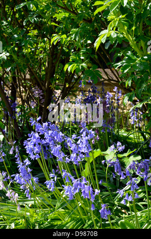 Kultivierte Glockenblumen wachsen in einem Strauch Grenze in einem englischen Garten. Stockfoto