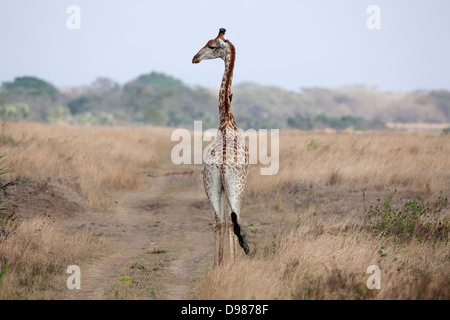 Phinda Game Reserve, Giraffe im Sumpfgebiet Bereich der Reserve, Südafrika Stockfoto