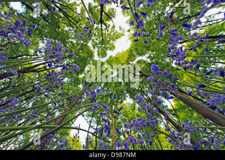 Worms-Vogelperspektive Glockenblumen blickt die Baumkronen Buche in Micheldever Wood in Hampshire. Stockfoto