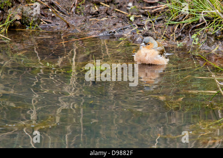 Männliche Buchfink, Fringilla Coelebs, Baden, Rutland, England, UK Stockfoto