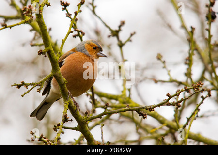 Männliche Buchfink, Fringilla Coelebs, thront auf einem Baum, Rutland, England, UK Stockfoto