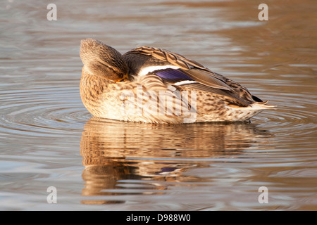 Weibliche Stockente Ente, Anas Platyrhynchos, Surrey, England, UK Stockfoto