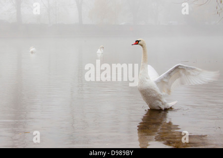 Höckerschwan Cygnus Olor, im Nebel über der Themse, Berkshire, England, UK Stockfoto