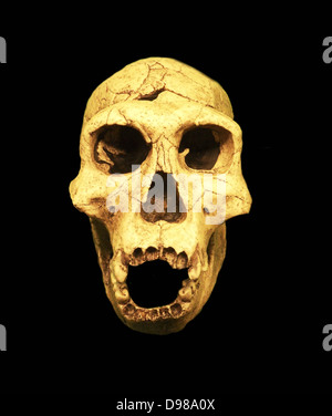 Homo erectus, erloschenen hominid zwischen 1,6 Millionen und 250.000 Jahren leben. Homo erectus wird gedacht, in Afrika von H. habilis entwickelt zu haben, das erste Mitglied der Gattung Homo. Anatomisch und physiologisch, H. erectus ähnelt zeitgenössischen menschlichen Stockfoto